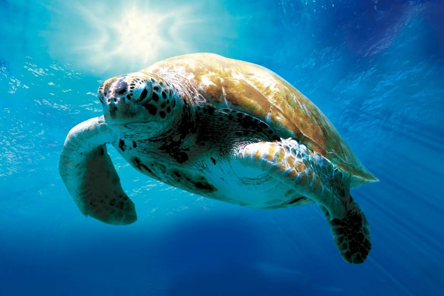 Tradewind-Pictures - Tortuga die unglaubliche Reise der Meeresschildkröte - 01