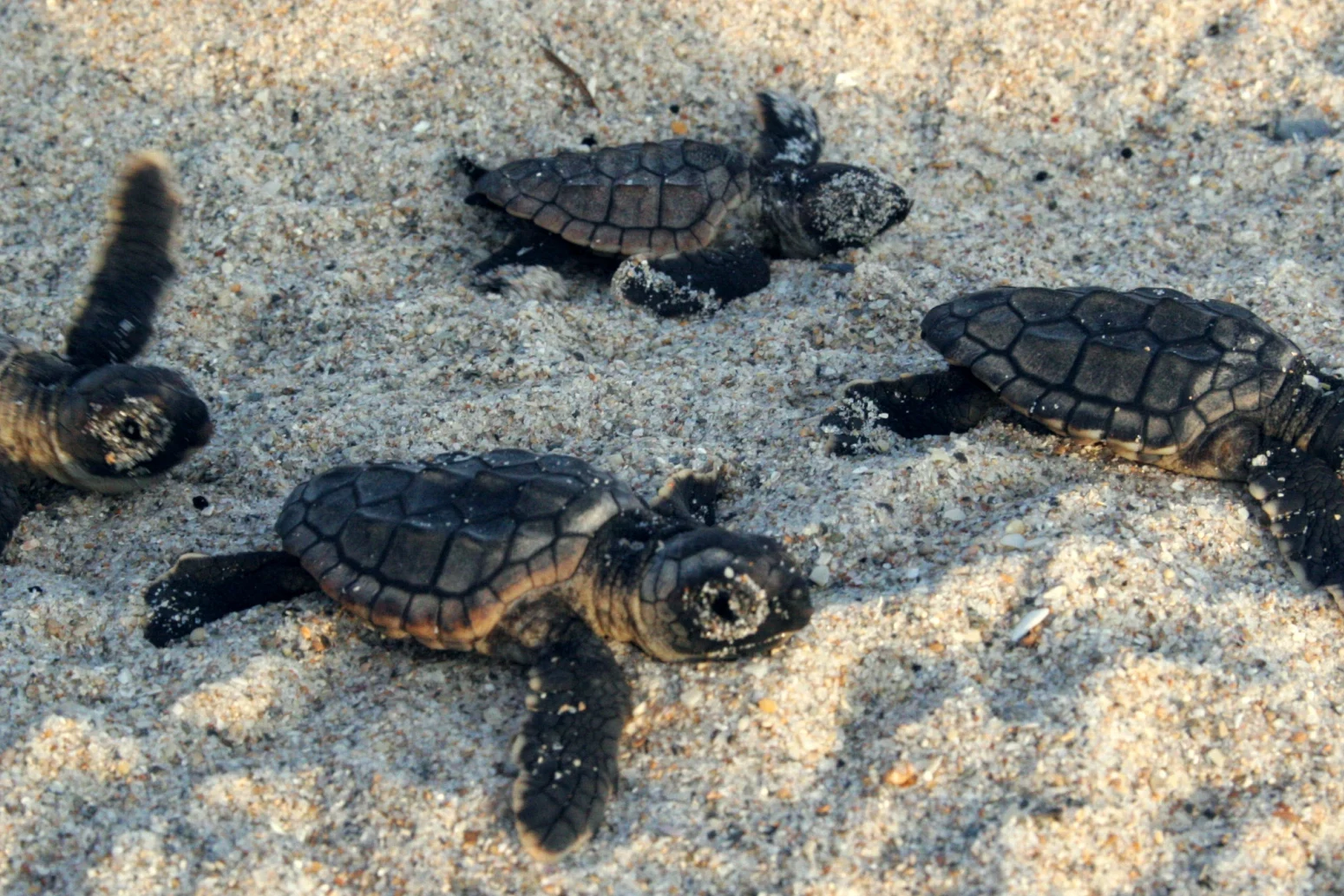 Tradewind-Pictures - Tortuga die unglaubliche Reise der Meeresschildkröte - 02