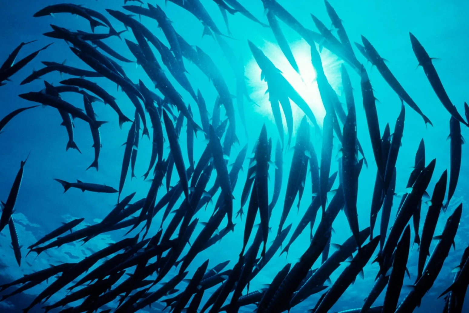 Tradewind-Pictures - Tortuga die unglaubliche Reise der Meeresschildkröte - 03