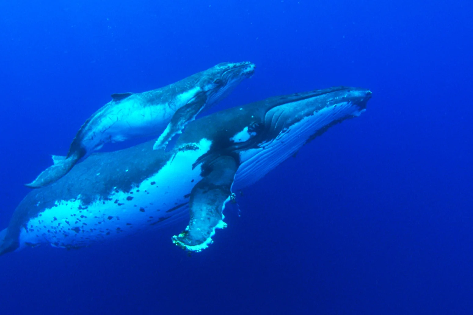 Tradewind-Pictures - Tortuga die unglaubliche Reise der Meeresschildkröte - 04