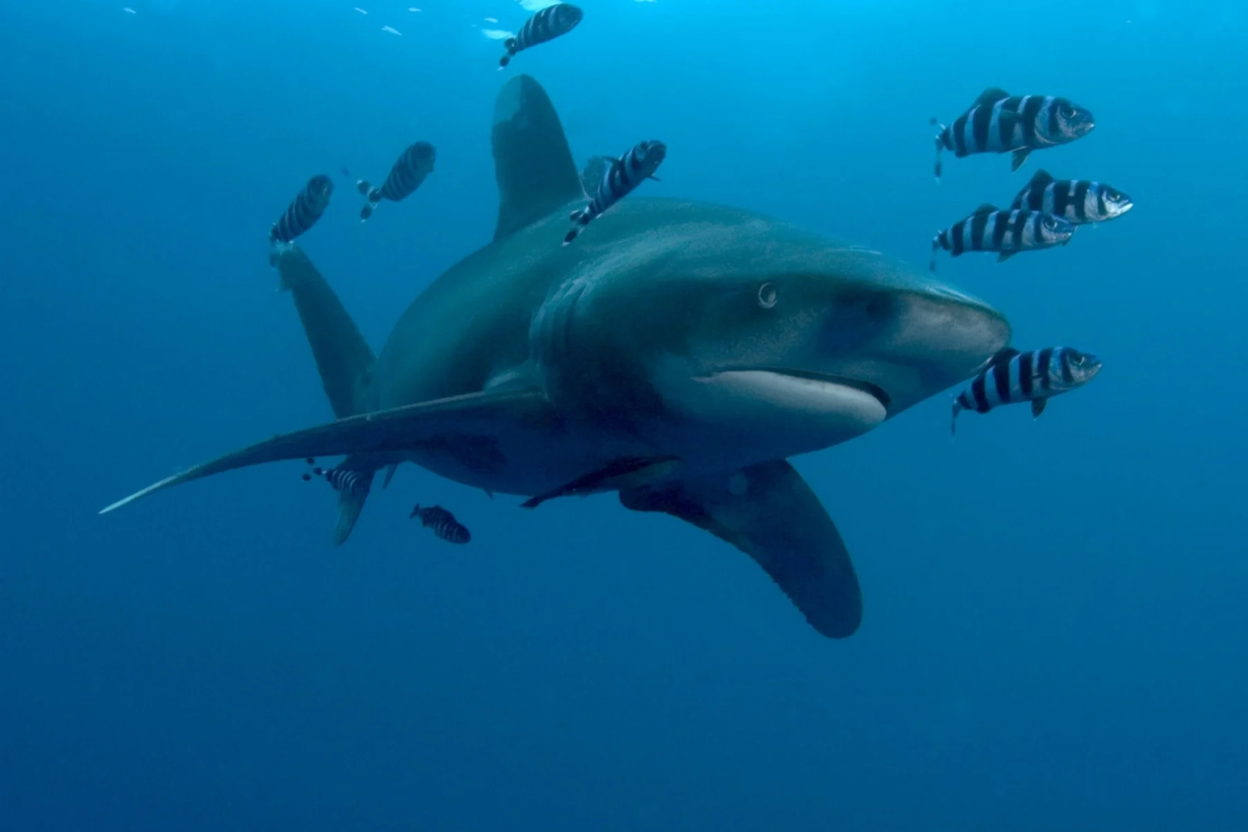 Tradewind-Pictures - Tortuga die unglaubliche Reise der Meeresschildkröte - 05